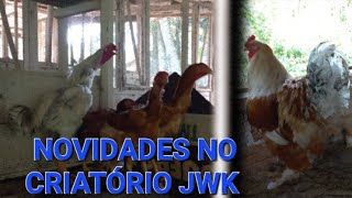 NOVIDADES NO CRIATÓRIO JWK [upl. by Kcirrag496]