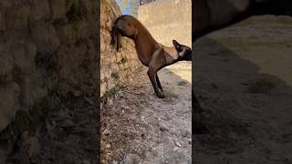 Belgian Malinois training dog malinois becgiegermanshepherd chó pets dog [upl. by Oibaf]