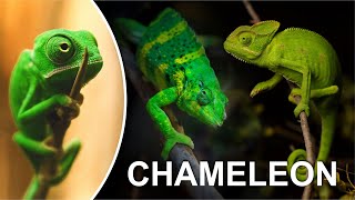 CHAMELEON compilation [upl. by Jamal299]