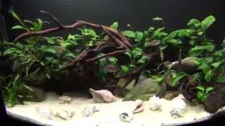 Planted Tanganyikan Cichlid Aquarium [upl. by Ettelimay237]