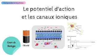 شرح بالعربية potentiel de membrane cardiaque [upl. by Chaim]