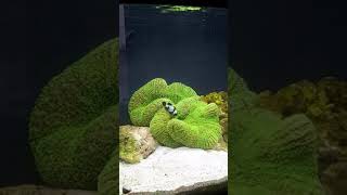 Time lapse Feeding the giant carpet anemone [upl. by Irolam999]