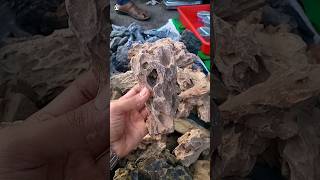 Root over rock ficus bonsai  I will try a new way  part 2 Short in hindi [upl. by Tennes642]