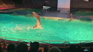 Dolfinarium laat dolfijnen rakelings over trainers heen springen [upl. by Modie]