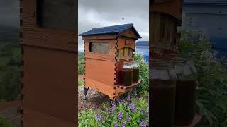 Live Beginner Beekeeping QampA with Cedar [upl. by Adnirolc]