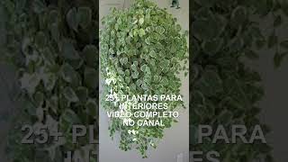 Plantas pendentes de sombra para decoração de interiores [upl. by Flory]