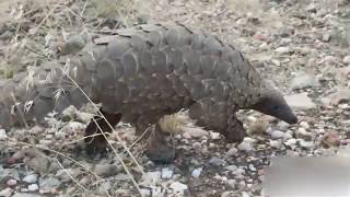 Pangolin Walking [upl. by Fahland975]