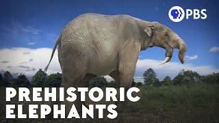 How The Elephant Got Its Trunk [upl. by Weisburgh]