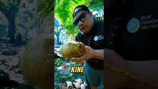 Husking Coconut in Kosrae 🥥 kosrae travel [upl. by Artap812]