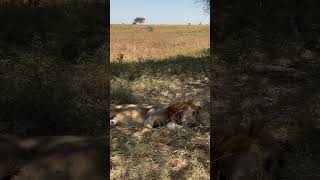 Beautiful Tanzania Serengeti National Park animals wildlife lion [upl. by Aneahs917]