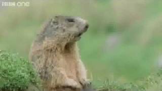 The quotAlan Alan Alanquot Marmot on the BBC [upl. by Arno]