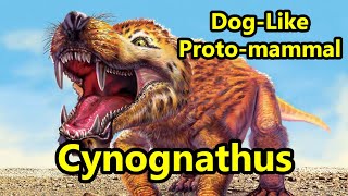 Cynognathus The Giant DogLike Cynodont of the Triassic Period [upl. by Hareema824]