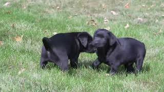 Samuel Yoders Lab Puppies [upl. by Peace]