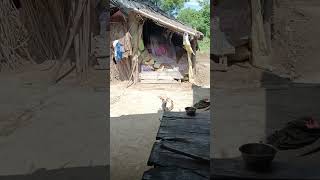 Babu Tu natak kyo kar rha he 😡minivlog animals doglover funny villagelife [upl. by Aliek]