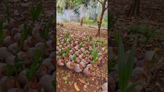 Applying fertilizer Coconut Seedlings [upl. by Delp]