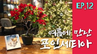 EP12 분재인이 포인세티아를 키우는 방법 [upl. by Cedell]