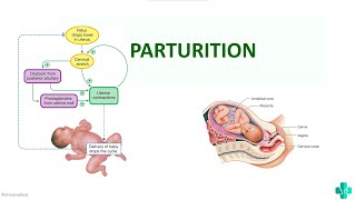 PARTURITIONMBBS First Year Physiology [upl. by Coben]