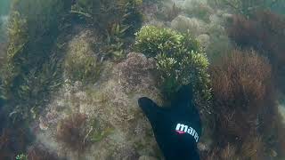 Diving For Seamoss Collecting Chondrus Crispus amp Moroccan Purple Seamoss on The Atlantic Ocean [upl. by Koloski]