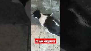 Ye sizin için mama cebimde taşıyorum [upl. by Eicnarf]