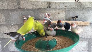 zebra finches and budgies same cage eating seeds [upl. by Rouvin419]