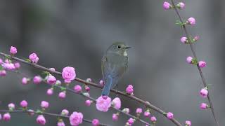 红胁蓝尾鸲 Redflanked Bluetail [upl. by Rifkin]