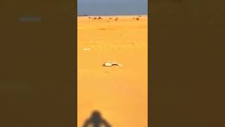 Falcon attack goose at speed of 390 km reels  falcon crazy wildlife [upl. by Nickey]