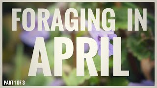 Foraging in April Part 1 of 4  UK Wildcrafts Monthly Foraging Calendar [upl. by Ahsinrev664]