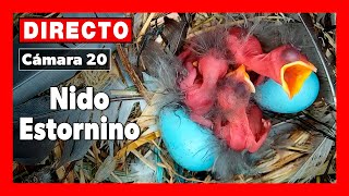 Nido Estornino negro 🔴 DIRECTO Cámara 20  Ávila LAGUNA de EL OSO [upl. by Euqinobe]