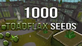 Loot From 1000 Toadflax Seeds [upl. by Langdon]