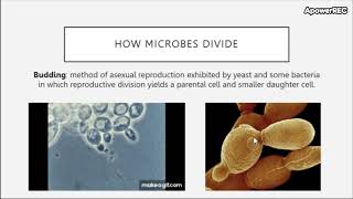 Chapter 9 Microbial Growth [upl. by Matejka979]