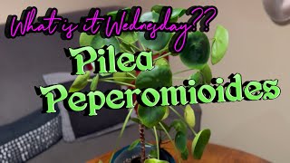 PILEA PEPEROMIOIDES Plants INFO and CARE Houseplant HOW TO [upl. by Ecaj]