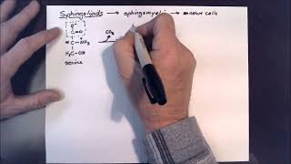 33b Sphingomyelin Synthesis [upl. by Aihtiekal]