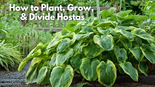 12 Best Easy Care Hostas  Must Have Fast Growing Hosta Varieties for Garden and Container [upl. by Halimeda]