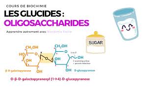 GLUCIDES  Disaccharides et Oligosaccharides  Biochimie Facile [upl. by Rose]