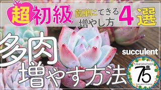 【多肉植物】初心者でもできる！多肉植物を増やす方法４選を紹介！ [upl. by Basia]