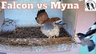 Brave Male Kestrel Protects Nestlings From Myna Birds [upl. by Nivaj]