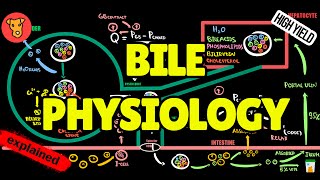 BILE PHYSIOLOGY Enterohepatic circulation Mechanism of bile formation [upl. by Kiernan]