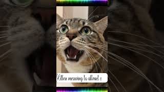 quotHow Cat Meows Can Attract Other Felines  Cat Sounds to Attract Cats shorts [upl. by Caswell]