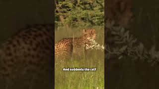 Cheetah vs Oryx Calf The Intense Hunt You Need to See cheetah animaldocumentary wildlife [upl. by Nedyarb822]