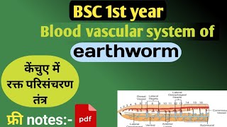 Blood vescular system of earthworm  केंचुए का रुधिर परिसंचरण तंत्र  bsc 1st year [upl. by Anawak350]