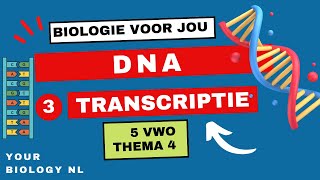 5 vwo  DNA  3  Transcriptie [upl. by Lezirg358]