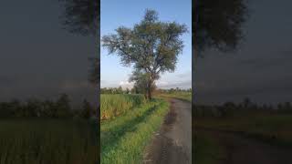 Babool Tree in farm [upl. by Klehm]