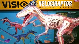 Building 4D Vision VELOCIRAPTOR Anatomy Model Kit by 4D Master [upl. by Eirrot]