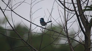 Superb Fairywren singing early in the morning  Beautiful bird songs [upl. by Hailat]