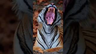 🐯 Tiger 🐅 Bangal tiger 🐅Ranthambor 🏞️ park viralvideo wildlife nationalpark viralshort tiger [upl. by Aiderfla]