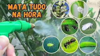 INSETICIDA CASEIRO PARA PLANTAS USANDO SÓ 1 INGREDIENTEMATA TUDOPULGÃO COCHONILHA… [upl. by Halverson712]