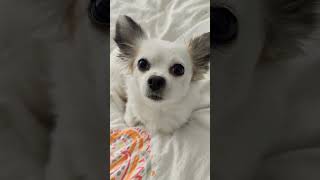 Eier 🐔🥚 kokothechihuahua koko süßehunde hunde lustig funny cute chihuahua shorts [upl. by Sibelle]