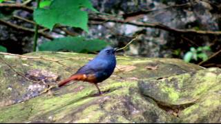 鉛色水鶇公 Plumbeous Water Redstart [upl. by Shult]