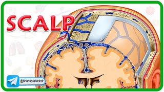 Scalp Anatomy Animation  Head and Neck Anatomy Animations [upl. by Layla]