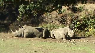 An African Safari in Northern California is Wheelchair Accessible [upl. by Brechtel970]